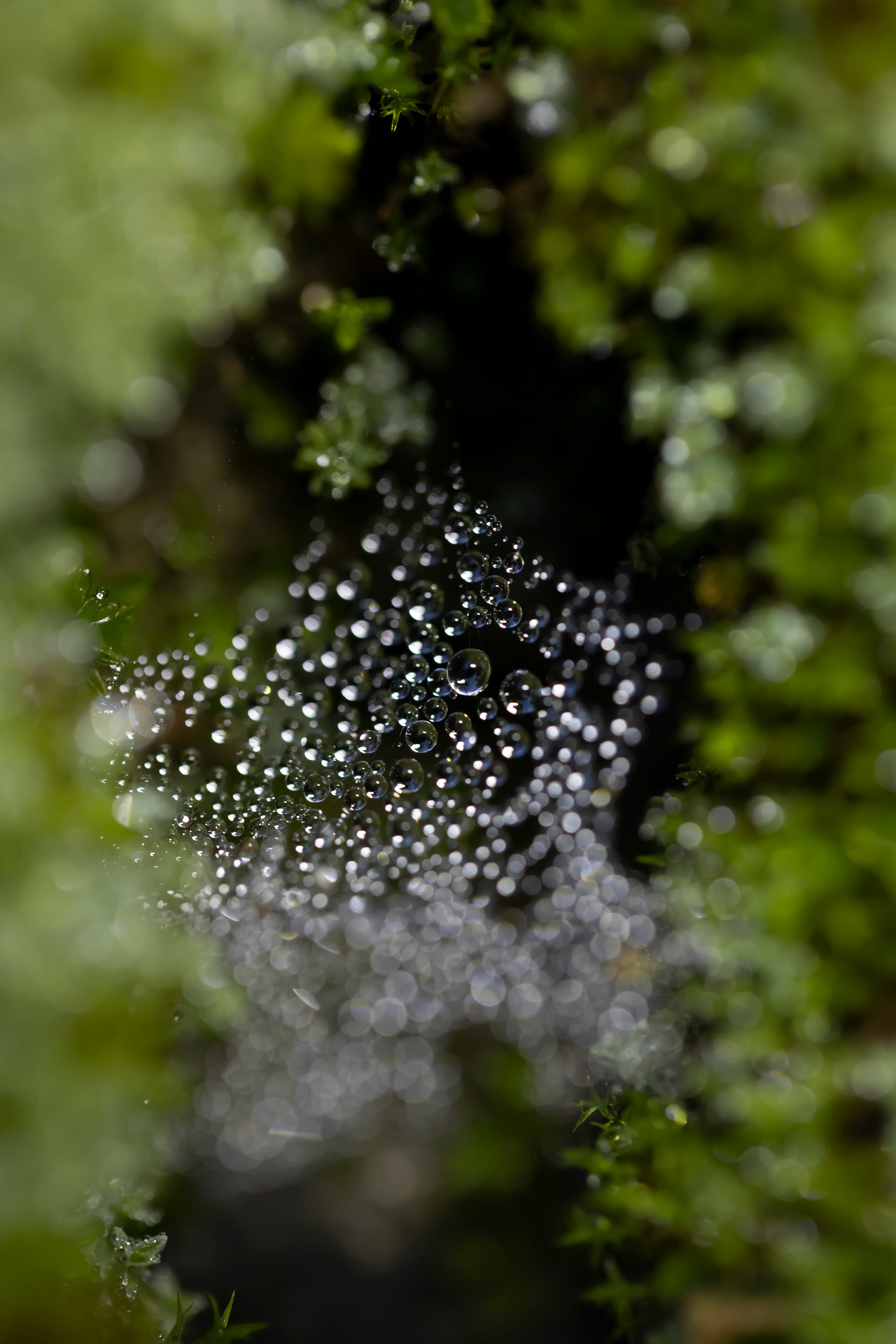 Gotas de agua sobre una telaraña entre musgo, luz difusa